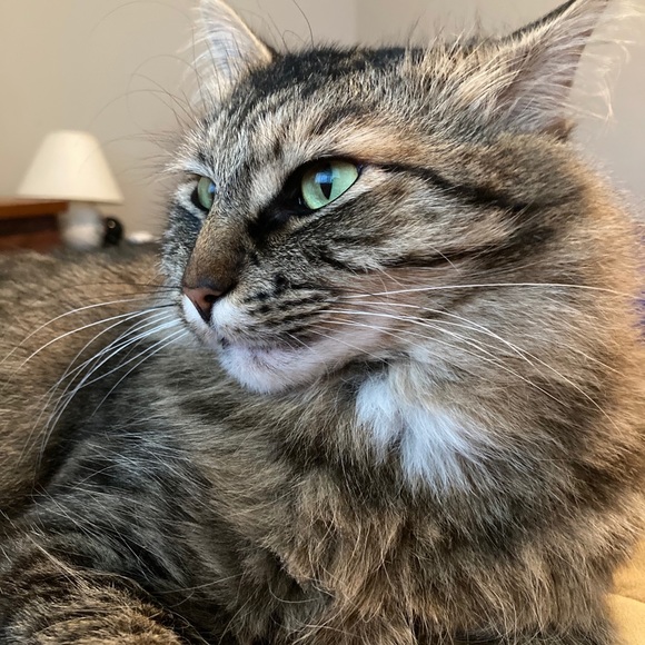 Meet your Posher, Luis - Picture 1 of 1